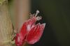 image of Goethea strictiflora