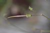 image of Pelargonium crithmifolium