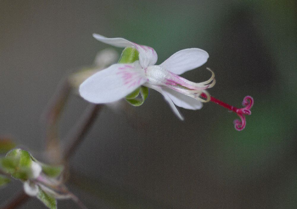 Geraniaceae Pelargonium crithmifolium