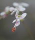 image of Pelargonium crithmifolium
