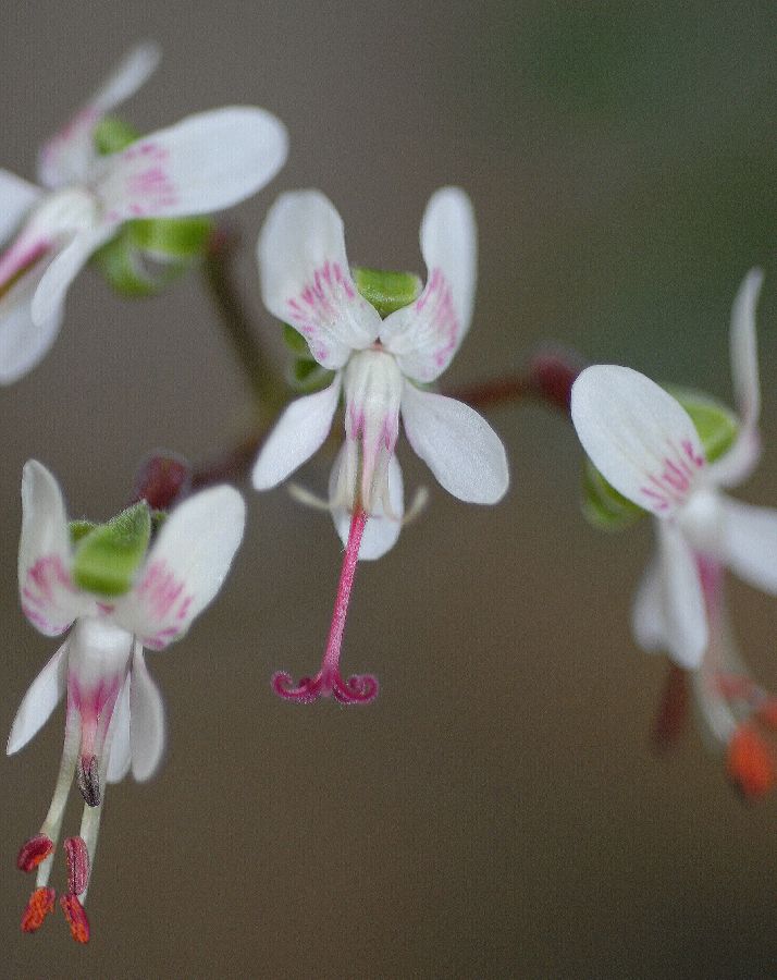 Geraniaceae Pelargonium crithmifolium