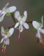 image of Pelargonium crithmifolium