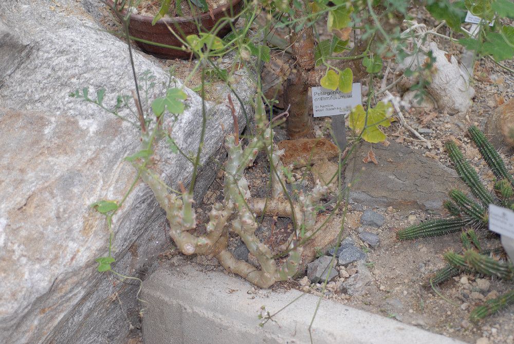 Geraniaceae Pelargonium crithmifolium