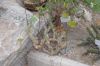 image of Pelargonium crithmifolium