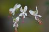 image of Pelargonium crithmifolium