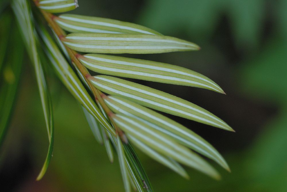 Cephalotaxaceae Amentotaxus 