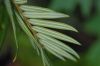 image of Amentotaxus 