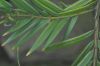 image of Amentotaxus 