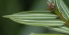 image of Amentotaxus 