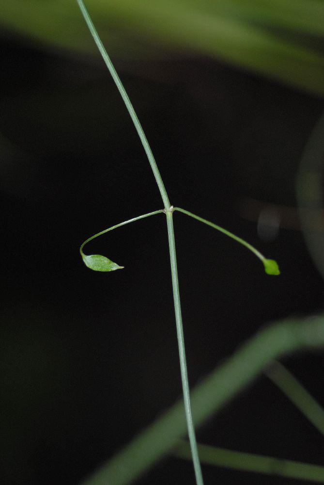 Ranunculaceae Clematis afoliata