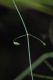 image of Clematis afoliata