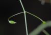 image of Clematis afoliata