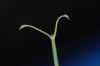 image of Clematis afoliata