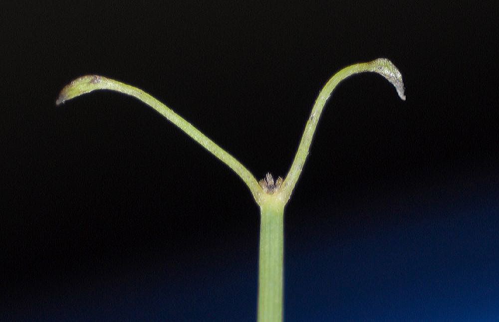 Ranunculaceae Clematis afoliata
