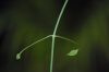 image of Clematis afoliata