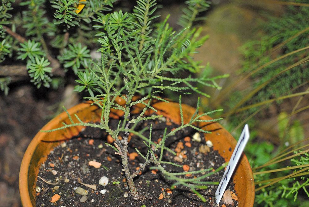 Podocarpaceae Lagarostrobus colensoi
