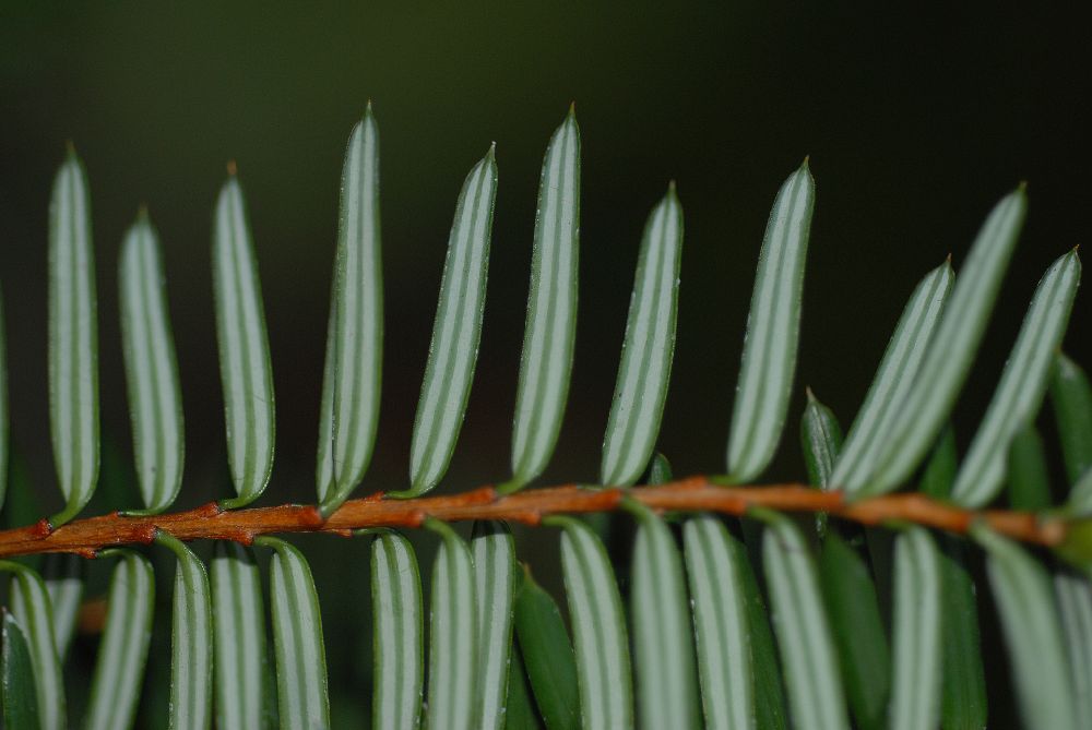 Taxaceae Pseudotaxus chienii