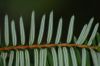 image of Pseudotaxus chienii