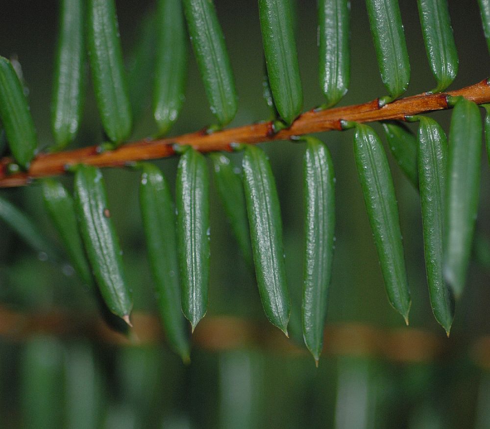 Taxaceae Pseudotaxus chienii