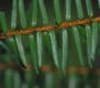 image of Pseudotaxus chienii