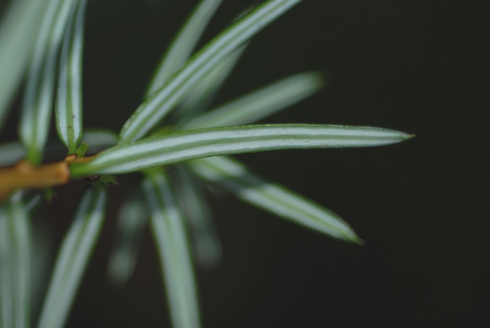 Taxaceae Pseudotaxus chienii