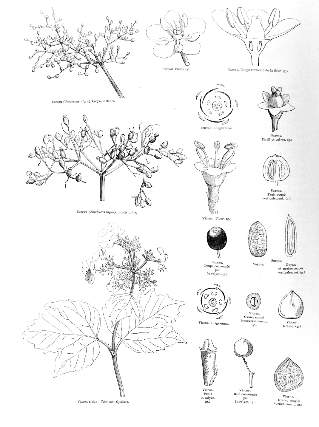 Adoxaceae  