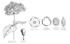 image of Hydrangea 