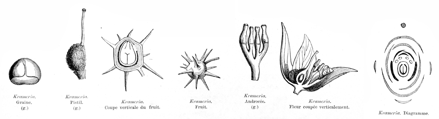 Krameriaceae Krameria 