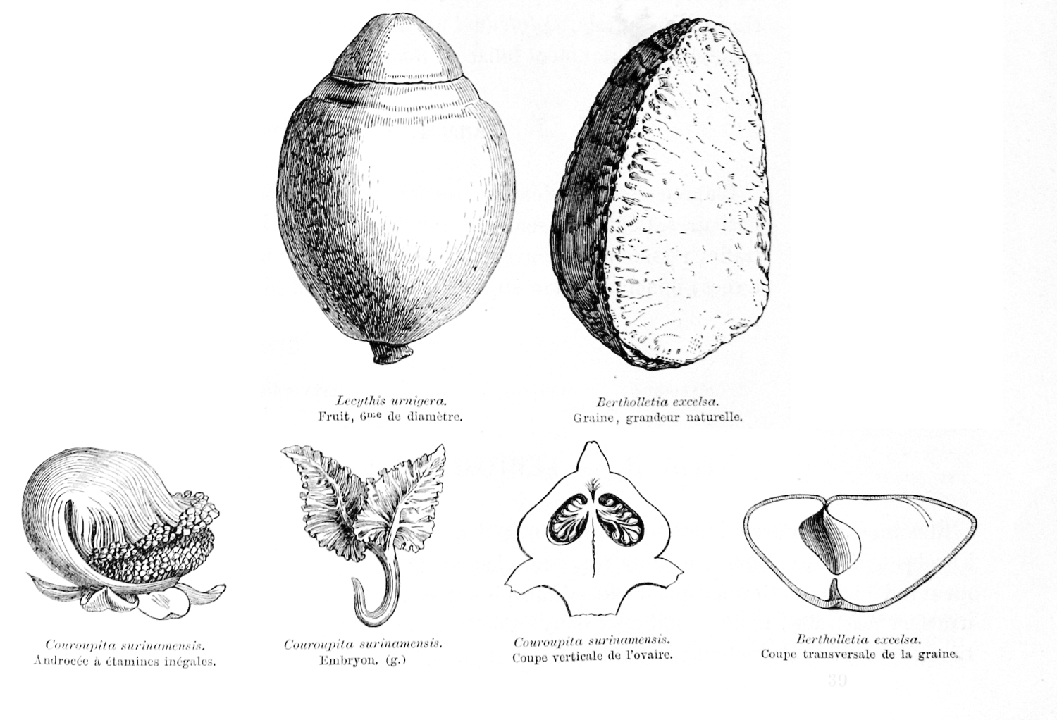 Lecythidaceae  