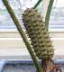 image of Ceratozamia fuscoviridis