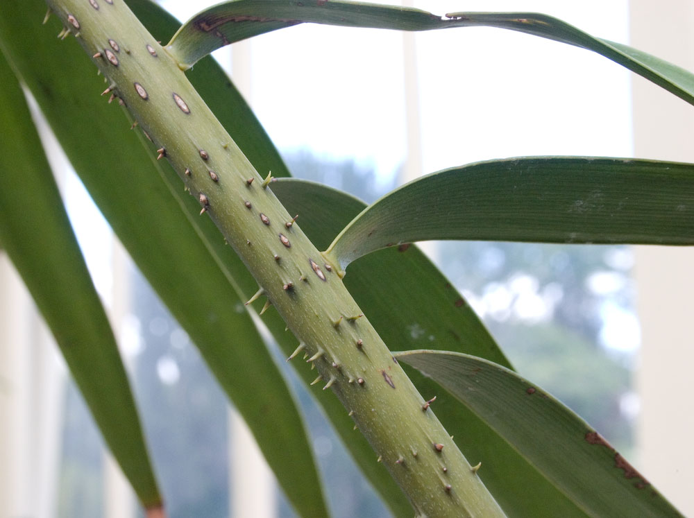 Zamiaceae Ceratozamia fuscoviridis