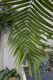 image of Ceratozamia fuscoviridis