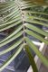 image of Ceratozamia fuscoviridis