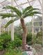 image of Encephalartos woodii