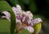 image of Tricyrtis hirta