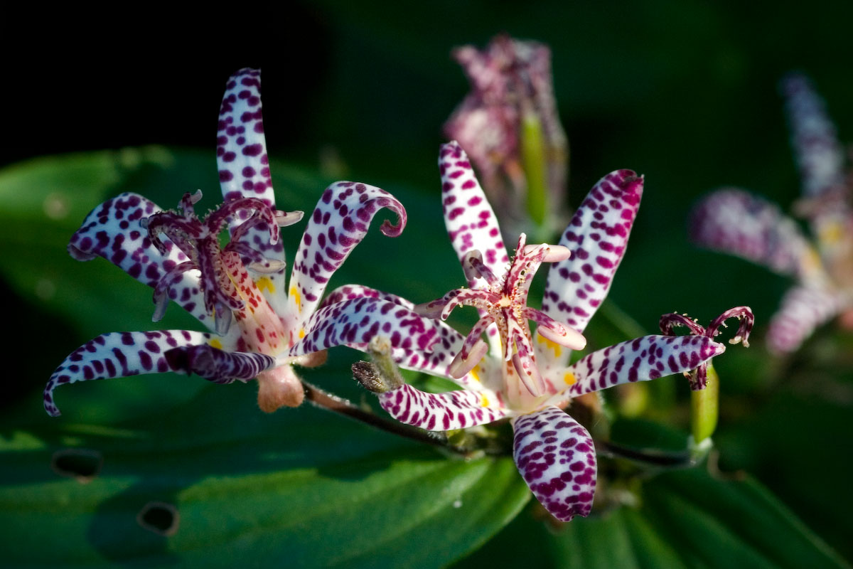 Liliaceae Tricyrtis hirta