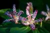 image of Tricyrtis hirta