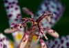 image of Tricyrtis hirta