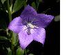 image of Platycodon grandiflorus