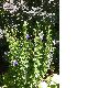 image of Platycodon grandiflorus