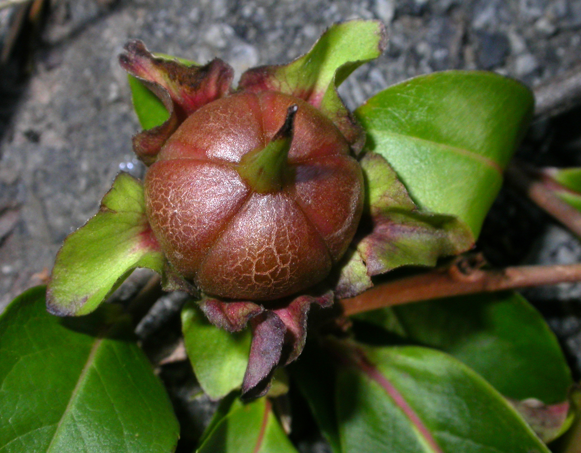 Theaceae Stewartia rostrata
