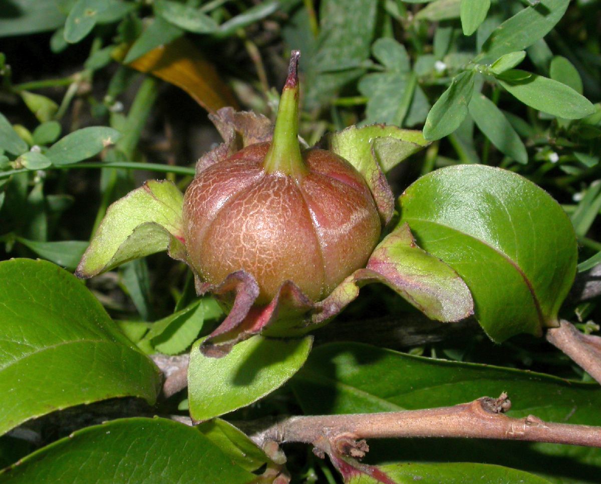 Theaceae Stewartia rostrata