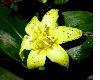 image of Tricyrtis flava