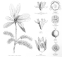image of Cyrilla 