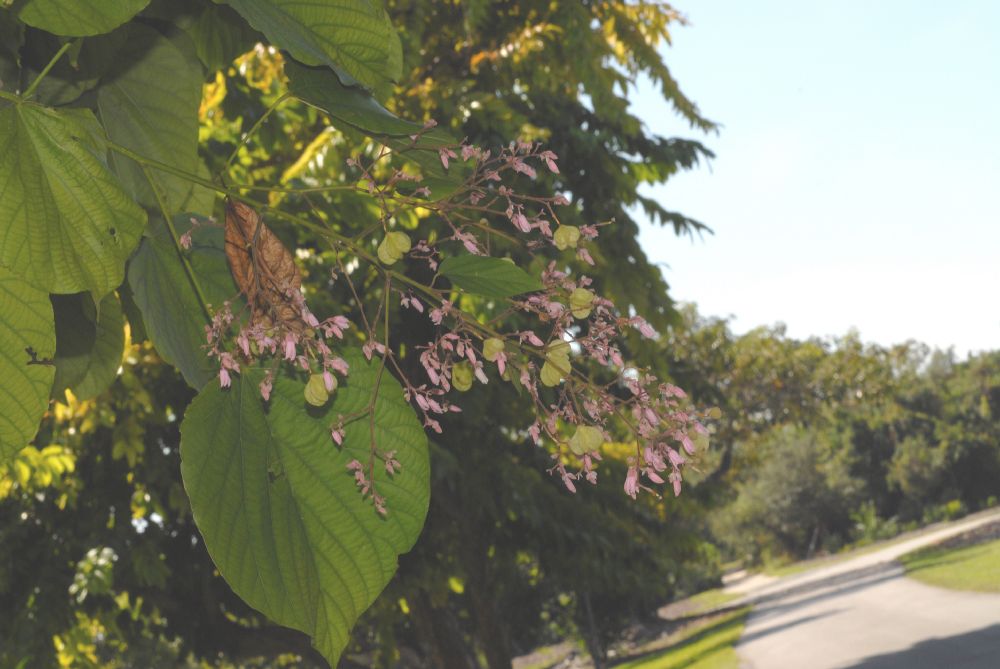 Byttneriaceae Kleinhovia hospita