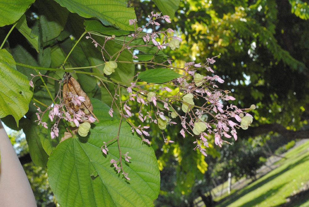 Byttneriaceae Kleinhovia hospita
