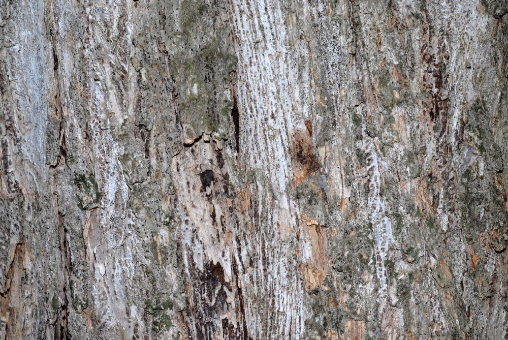 Byttneriaceae Kleinhovia hospita