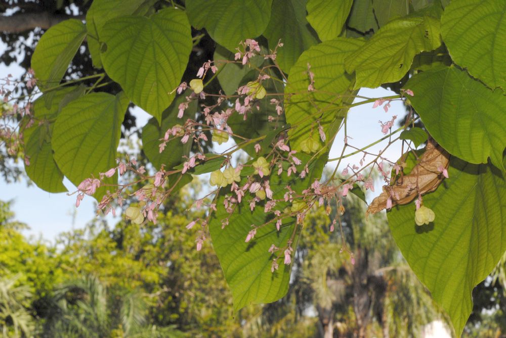 Byttneriaceae Kleinhovia hospita