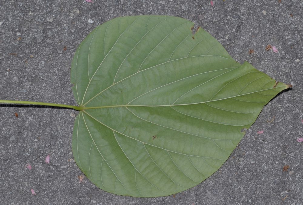 Byttneriaceae Kleinhovia hospita