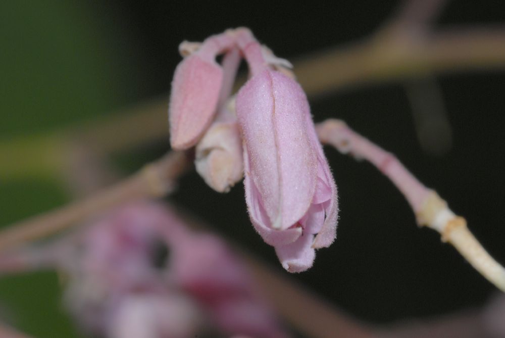 Byttneriaceae Kleinhovia hospita
